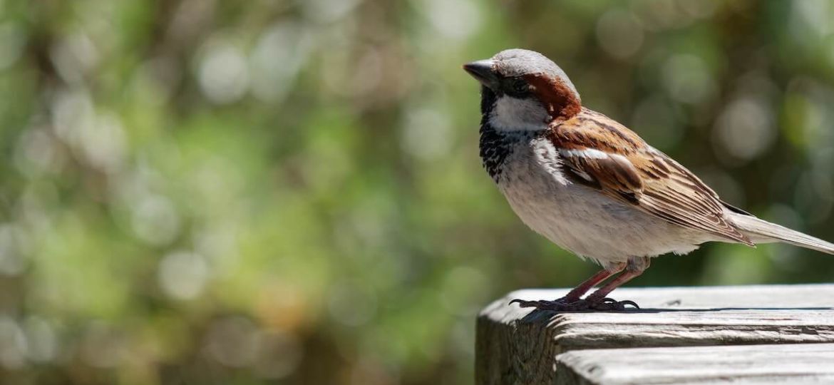 petit moineau qui n'a pas encore déployé ses ailes