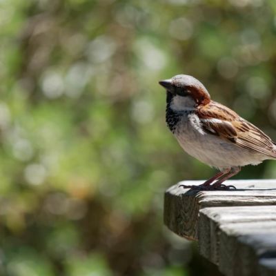 petit moineau qui n'a pas encore déployé ses ailes